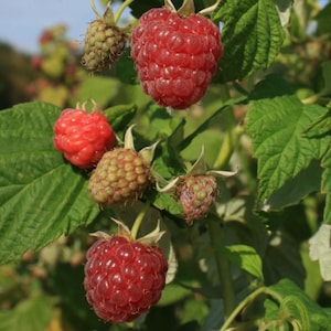 May include: A cluster of raspberries growing on a green leafy plant. The image shows several bright red, ripe raspberries alongside smaller, pale green, unripe berries, all attached to thin stems with textured, serrated green leaves.