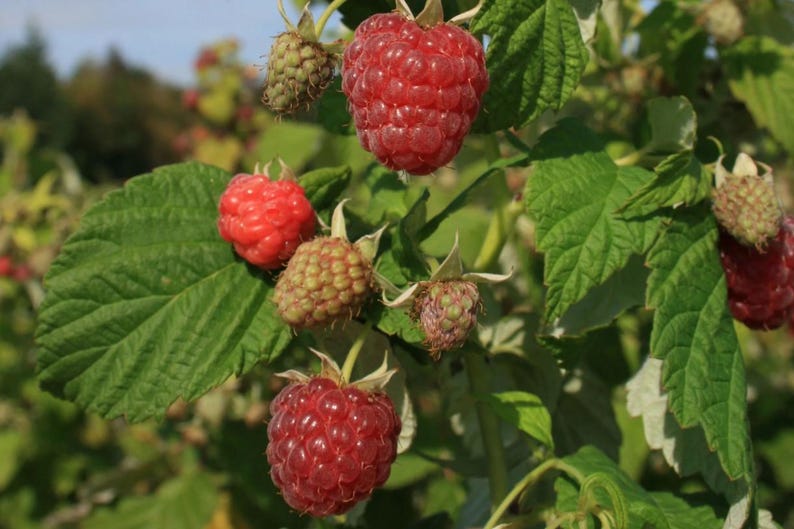 May include: A cluster of raspberries growing on a green leafy plant. The image shows several bright red, ripe raspberries alongside smaller, pale green, unripe berries, all attached to thin stems with textured, serrated green leaves.
