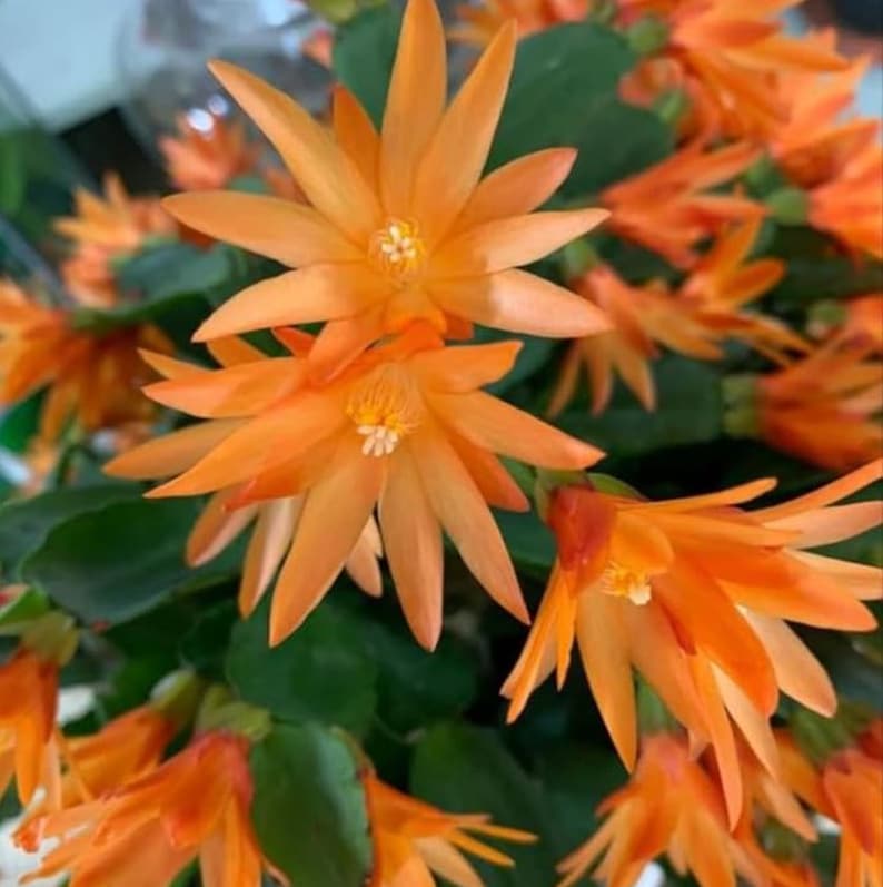 K&ouml;nnte beinhalten: Nahaufnahme von leuchtend orangefarbenen Bl&uuml;ten mit sternf&ouml;rmigen Bl&uuml;tenbl&auml;ttern und einem gelben Zentrum. Die Bl&uuml;ten stehen in voller Bl&uuml;te, umgeben von gr&uuml;nen Bl&auml;ttern. Das Bild zeigt eine Ansammlung dieser auff&auml;lligen Bl&uuml;ten.