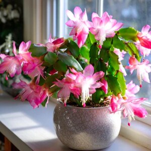 May include: A potted Christmas cactus with vibrant pink and white flowers. The plant is in a textured, gray ceramic pot, sitting on a windowsill. Green leaves and buds are visible.