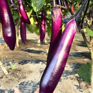 May include: Close-up of several long, deep purple eggplants growing on a plant. The eggplants have a glossy sheen and are surrounded by green leaves. The image is taken outdoors, with a hand holding one of the eggplants.