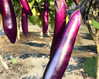 Live Chinese Eggplant Plant – 8-inch Height – 4-inch Pot – Vegetable Garden Favorite