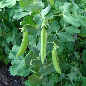 May include: Close-up of a pea plant with several green pea pods hanging from the stems. The pods are elongated and have a slightly curved shape. The leaves are a vibrant green color, and the background is blurred.