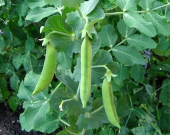 Live Sugar Snap Pea Plant – 4 Inch Pot – Edible Pea Vine Vegetable Plant – Garden Climbing Vegetable