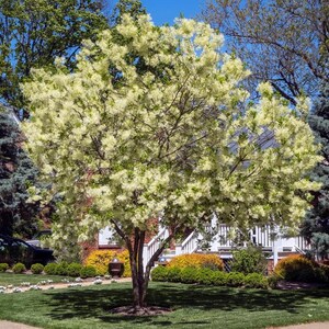 May include: A deciduous tree in full bloom, covered in dense clusters of small, feathery, creamy-white flowers. The tree has a rounded canopy with visible dark brown branches and green leaves, standing in a residential yard with a green lawn.