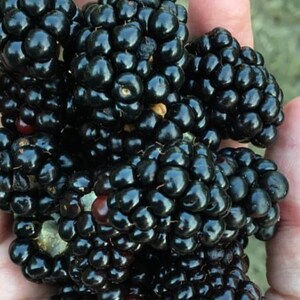 May include: A cluster of ripe, dark blackberries with a glossy, textured surface. The individual drupelets are plump and rounded, showing deep black and purple hues with a few small hints of red and light green near the base of the fruit.