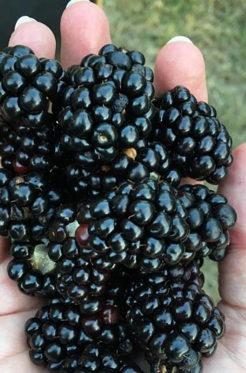 May include: A cluster of ripe, dark blackberries with a glossy, textured surface. The individual drupelets are plump and rounded, showing deep black and purple hues with a few small hints of red and light green near the base of the fruit.