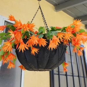 May include: A hanging black basket overflowing with vibrant orange flowers and green foliage. The basket is suspended by a black chain, creating a striking contrast against the yellow wall. The flowers are in full bloom, adding a pop of color to the outdoor setting.