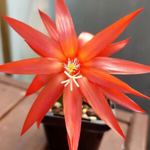 K&ouml;nnte beinhalten: Eine leuchtend rote Blume mit langen, spitzen Bl&uuml;tenbl&auml;ttern, die einem Stern &auml;hneln. Die Blume hat eine gelb-wei&szlig;e Mitte und steht in einem quadratischen schwarzen Topf. Der Hintergrund ist unscharf, wodurch die auff&auml;llige Farbe und Form der Blume hervorgehoben werden.