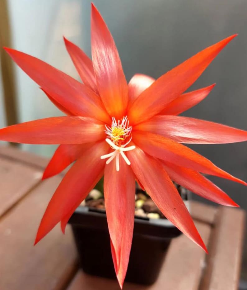 K&ouml;nnte beinhalten: Eine leuchtend rote Blume mit langen, spitzen Bl&uuml;tenbl&auml;ttern, die einem Stern &auml;hneln. Die Blume hat eine gelb-wei&szlig;e Mitte und steht in einem quadratischen schwarzen Topf. Der Hintergrund ist unscharf, wodurch die auff&auml;llige Farbe und Form der Blume hervorgehoben werden.
