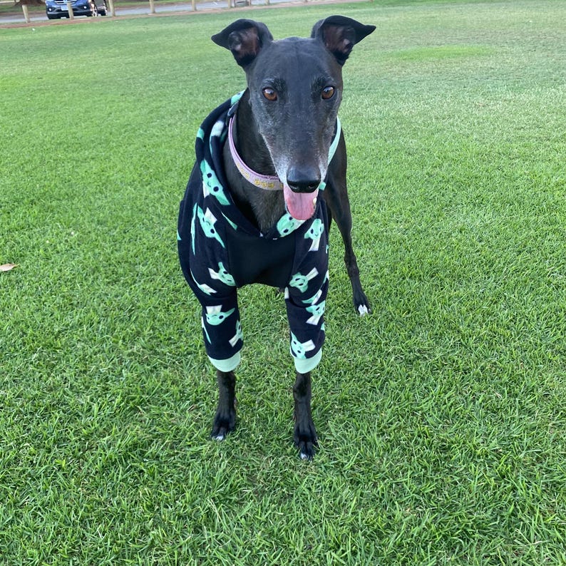 Puede incluir: Un galgo negro con un mono negro con un estampado verde claro y blanco. El perro est&aacute; de pie sobre hierba verde con la lengua fuera. El mono tiene capucha y cubre las patas del perro.
