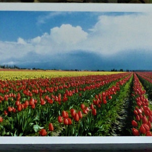 Skagit Valley Tulip Field - Tarjeta de felicitación en blanco