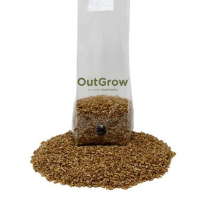 Sterilized Rye Berry Mushroom Substrate Grow Bag With Self Healing Injection Port: 1 pound bag