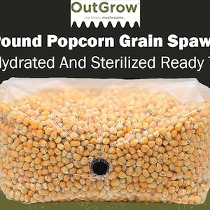 May include: A clear plastic bag filled with 5 pounds of popcorn grain spawn. The bag is labeled "OutGrow" and "Five Pound Popcorn Grain Spawn Bag Fully Hydrated And Sterilized Ready To Use".