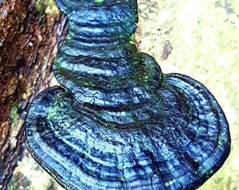 Brazen Bracket (Ganoderma chalceum) Liquid Culture