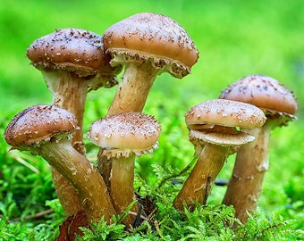 Honey Mushroom (Armillaria mellea) Liquid Culture