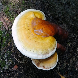 May include: A close-up of a bracket fungus, featuring a layered, shelf-like structure. The top surface is a gradient of colors, transitioning from a creamy white edge to a golden-yellow center, and a deep reddish-brown base. The fungus is growing on a dark, earthy surface.