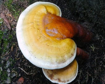 Yellow Reishi (Ganoderma Curtisii) Liquid Culture