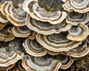 Turkey Tail (Trametes versicolor) Liquid Culture