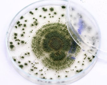 Koji (Aspergillus oryzae) Liquid Culture