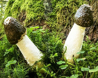 Common Stinkhorn (Phallus impudicus) Liquid Culture