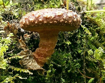 Lentinula aciculospora Liquid Culture