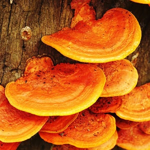 May include: A cluster of bright orange shelf fungi growing on a tree trunk. The fungi are in various sizes and shapes, with some appearing to be layered on top of each other.