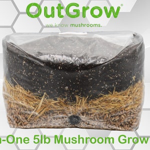 May include: A clear plastic bag filled with a 5lb mushroom grow bag. The bag contains a layer of brown substrate, a layer of straw, and a layer of grain. The bag is labeled "OutGrow" and "All-In-One 5lb Mushroom Grow Bag".