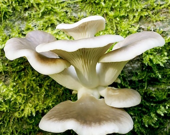Oyster Mushroom, Lambert 123 (Pleurotus ostreatus) Liquid Culture