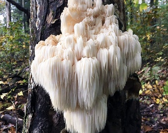 Bears Head Tooth (Hericium Americanum) Liquid Culture