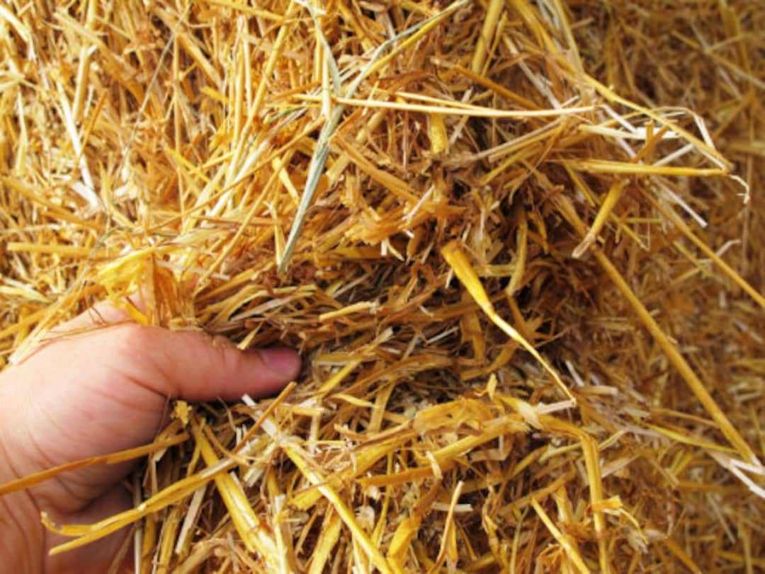 Wheat Straw 100 Natural and Additive Free 1 Cubic Foot Etsy