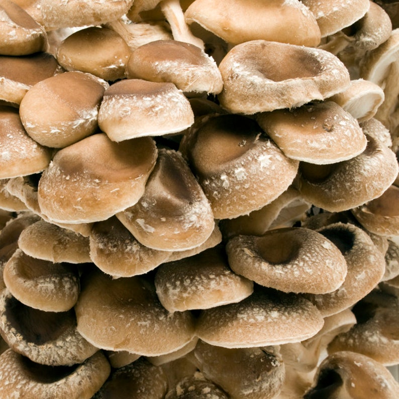 Mushroom Liquid Cultures image 4