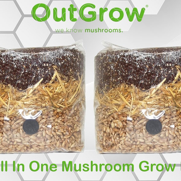 All in One Mushroom Grow Bag (2 Pack)