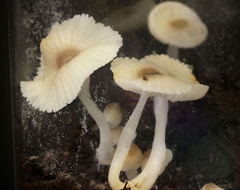 Green Pepe (Mycena chlorophos) Liquid Culture