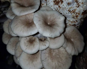 Tarragon Oyster Mushroom (Pleurotus eunosmus) Liquid Culture