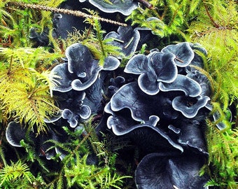 Blue Chanterelle (Polyozellus multiplex) Liquid Culture