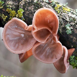 May include: A cluster of brown, ear-shaped fungi growing on a tree branch. The fungi have a smooth, translucent appearance and are surrounded by green moss and lichen.