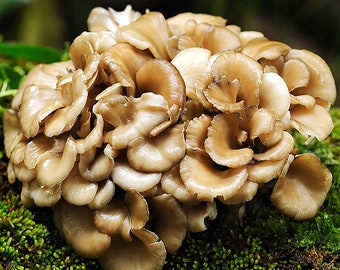 Maitake (Grifola frondosa) Liquid Culture