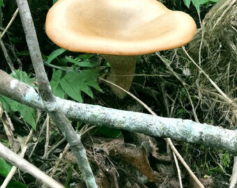 Common Funnel Mushroom (Clitocybe gibba) Liquid Culture