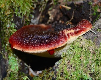 Beefsteak Fungus (Fistulina hepatica) Liquid Culture