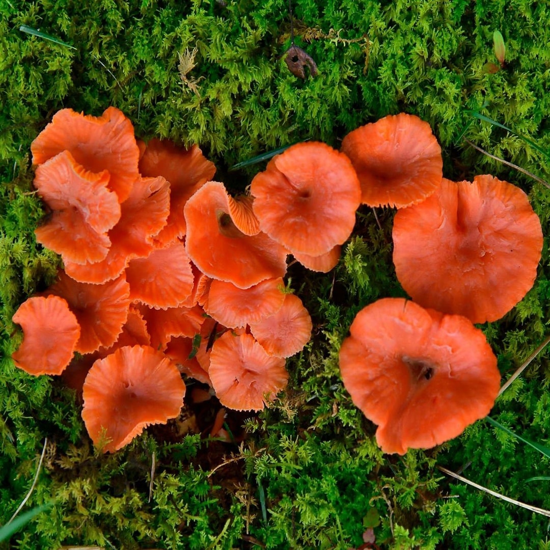 Red Chanterelles cantharellus Cinnabarinus Liquid Culture Etsy