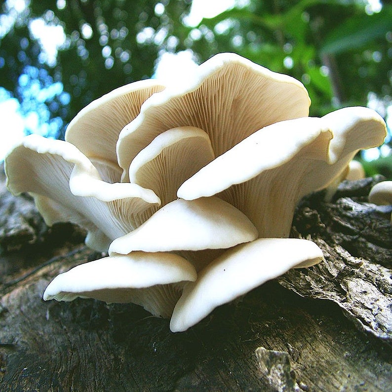May include: A cluster of white oyster mushrooms growing on a tree trunk. The mushrooms are arranged in a fan shape, with the largest mushroom at the top and the smallest mushrooms at the bottom.