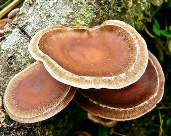 Lentinula boryana Liquid Culture
