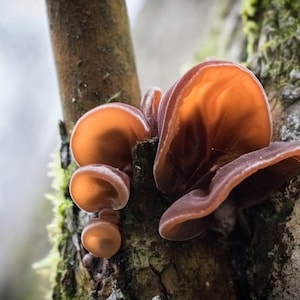 May include: A cluster of orange and brown jelly ear mushrooms growing on a tree trunk covered in moss.