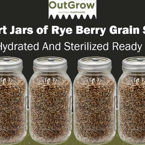 Sterilized Rye Berry Mushroom Substrate Jars - 4 Pack Grain Spawn Jars | Out-Grow