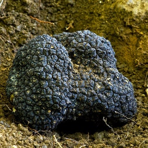 May include: A large, black truffle with a bumpy, textured surface. The truffle is lying on a bed of brown dirt.