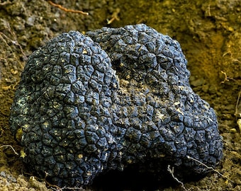 Black Truffle (Tuber melanosporum) Liquid Culture
