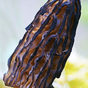 May include: A close-up of a black morel mushroom with a honeycomb-like texture. The mushroom is light brown with dark brown ridges.