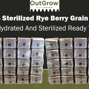 Sterilized Rye Berry Mushroom Substrate | 50lb Bulk Substrate Grain Spawn with Injection Ports