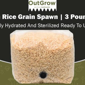 May include: A clear plastic bag filled with brown rice grain spawn. The bag is labeled "Brown Rice Grain Spawn | 3 Pound Bag" and "Fully Hydrated And Sterilized Ready To Use".